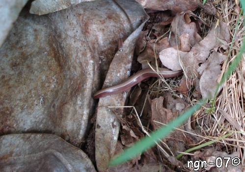Kopparödla (Anguis fragilis) ©NGN-foto