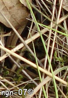 Kopparödla (Anguis fragilis) ©NGN-foto