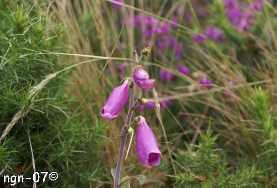 Blommor, Selworthy Beacon, Exmoor National Park, England