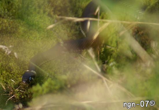 Vanlig snok (Natrix natrix) ©NGN-foto
