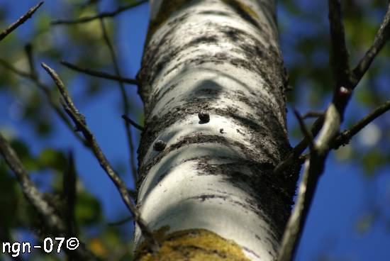 Vinbergssnäcka (Helix pomatia) ©NGN-foto