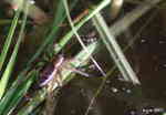 Vanlig kärrspindel (Dolomedes fimbriatus)