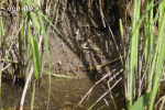 Vattensork (Arvicola terrestris) GIF bildspel 1,7 Mb