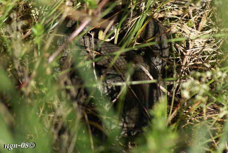 Snok (Natrix natrix)