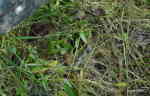 Näbbmus (Sorex araneus)
