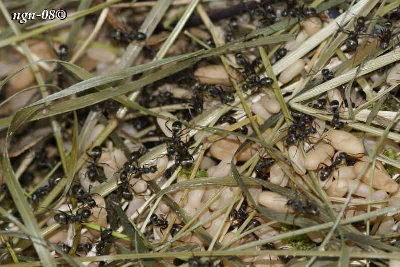 Svartmyror (Lasius niger)