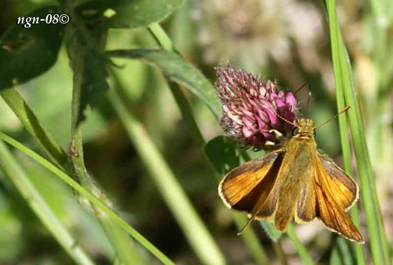 Mindre tåtelsmygare (Thymelicus lineola) eller en hane av Silversmygare (Hesperia comma)