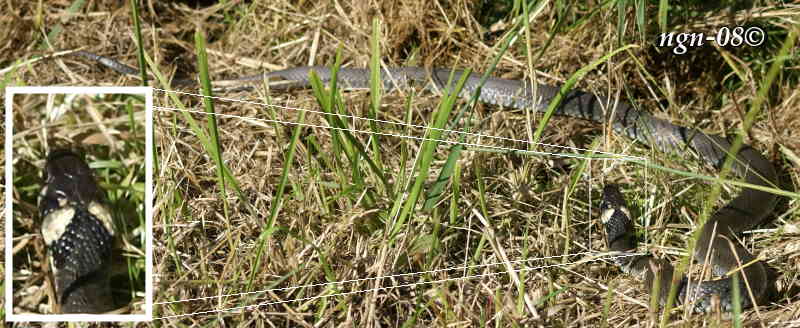 Snok (Natrix natrix)