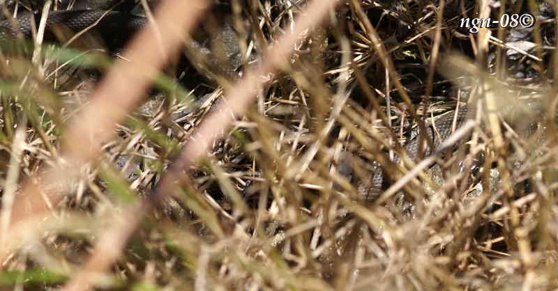 Snok (Natrix natrix)