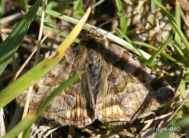 Någon form av mätarfjäril