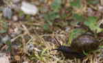 Vinbergssnäcka (Helix pomatia)