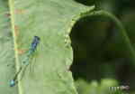 Blå Flickslända (Coenagrion puella) eller (Coenagrion pulchellum)