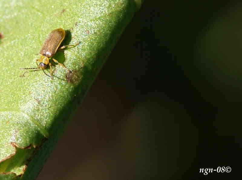 Skalbagge (Coleoptera)