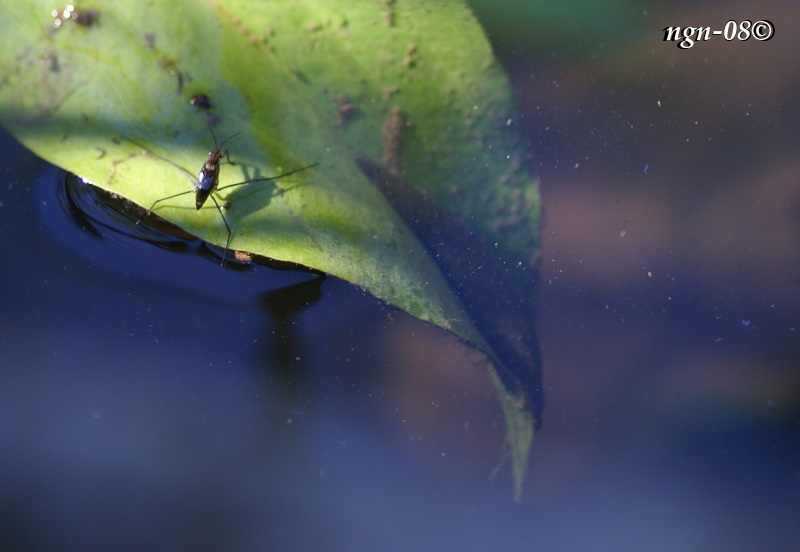 Skräddare (Gerris lacustris)