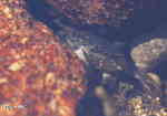 Strandkrabba (Carcinus maenas)