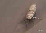Vitgördlad lavmätare (Cleora cinctaria)