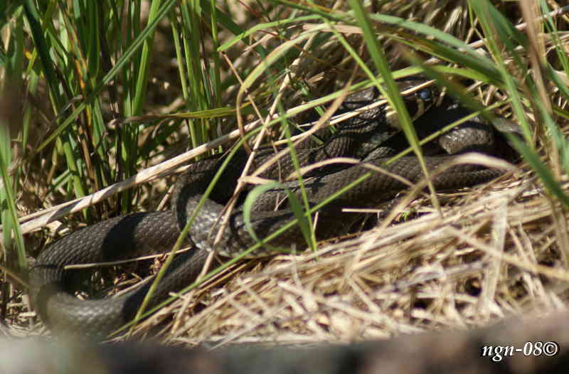 Snok (Natrix natrix)