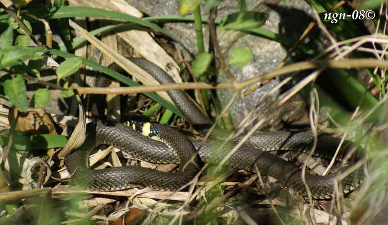Snok (Natrix natrix)