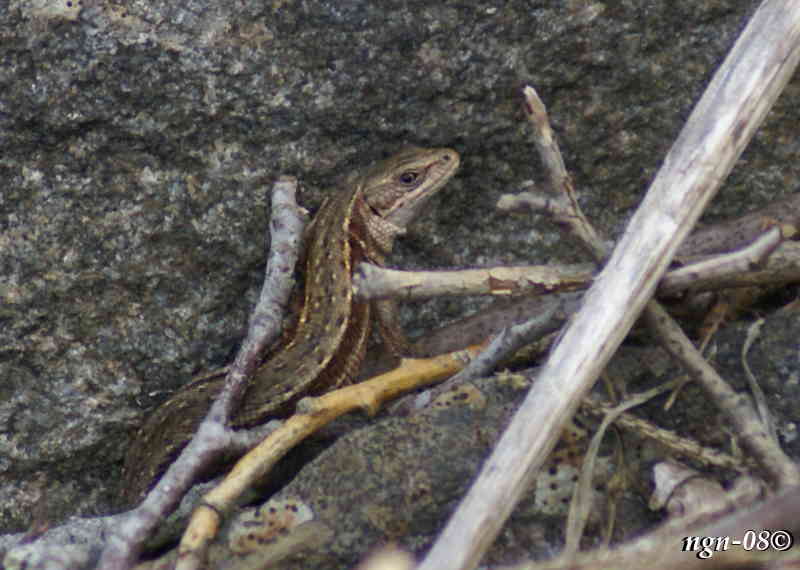 Skogsödla (Lacerta vivipara)