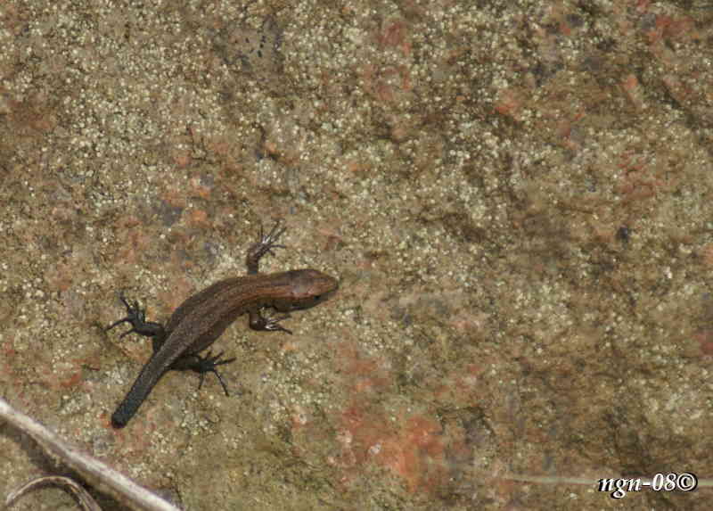 Skogsödla (Lacerta vivipara)