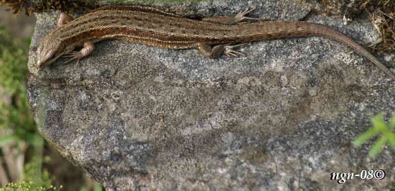Skogsödla (Lacerta vivipara)