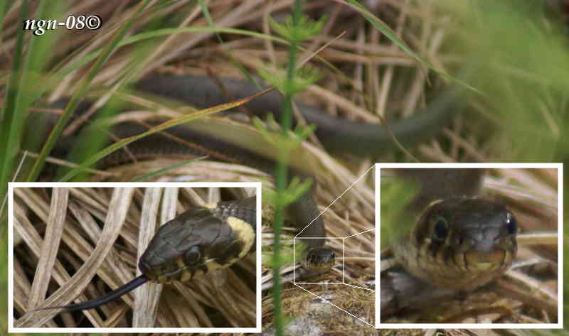 Snok (Natrix natrix)