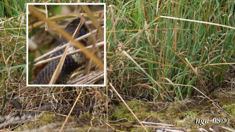 Snok (Natrix natrix)