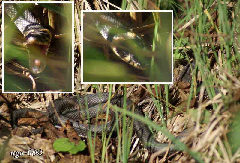 Snok (Natrix natrix)