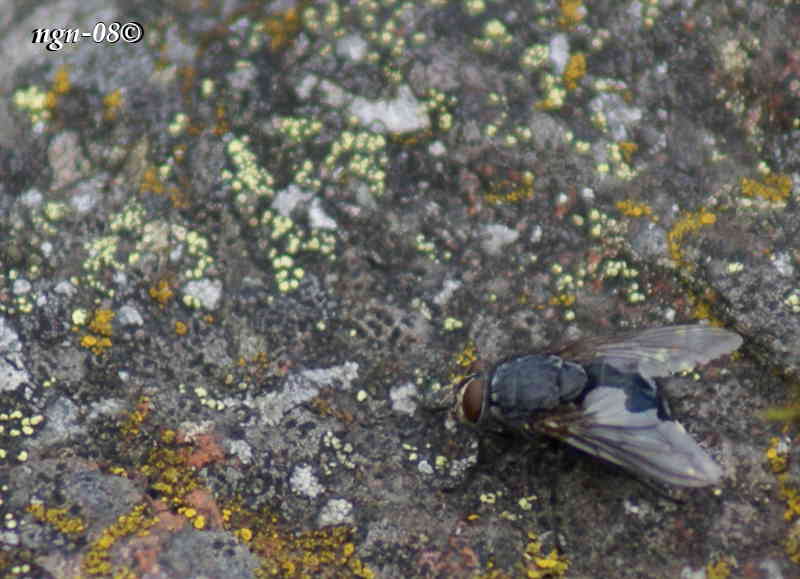Blå spyfluga (Calliphora vomitoria)