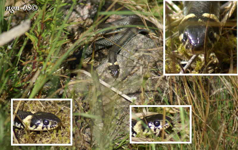 Snok (Natrix natrix)