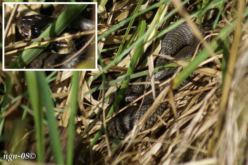 Snok (Natrix natrix)