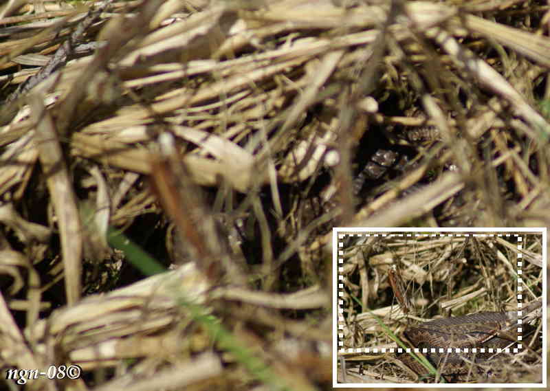 Huggorm (Vipera berus)