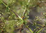 7-prickig Nyckelpiga (Coccinella septempunctata)