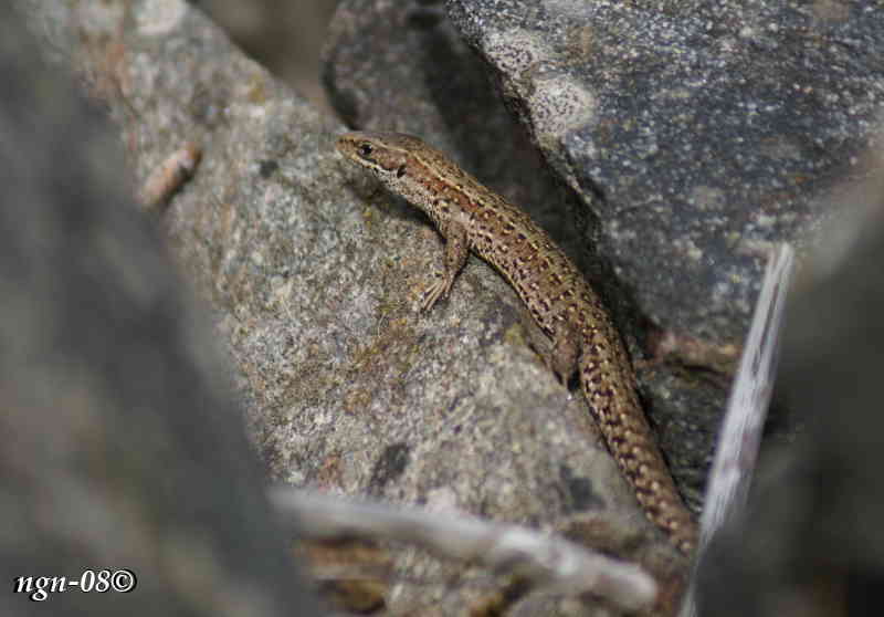 [Skogsödla (Lacerta vivipara)]