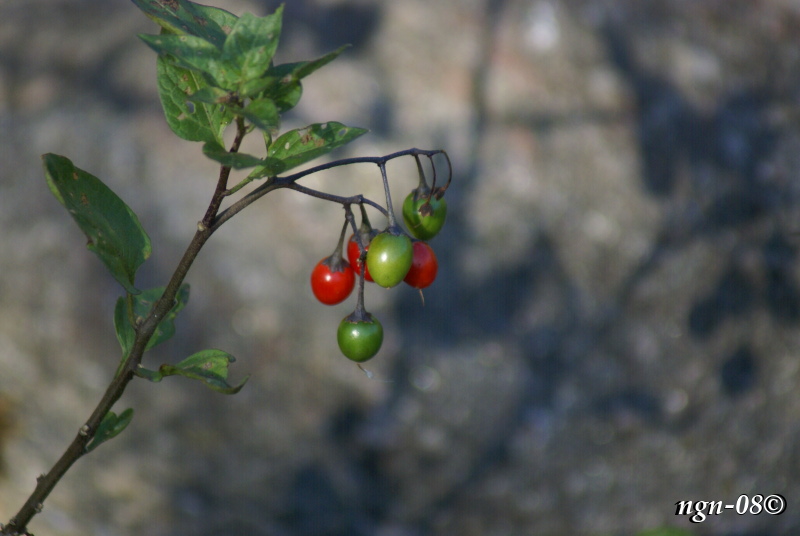 [Bild: Mogna och omogna bär på Besksötan (Solanum dulcamara)]