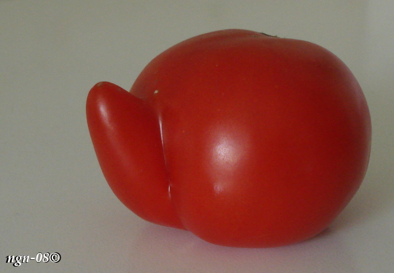 [Bild: Tomat (Solanum lycopersicum [eller Lycopersicon esculentum])]