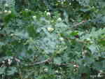 [Bild: Skogsek och ekollon (Quercus robur Fagaceae)]