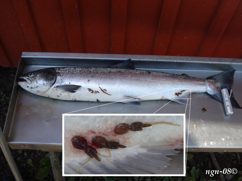 [Bild: Ätranlax (Salmon salar) med Laxlus(Lepeophthei´rus salmo´nis)]