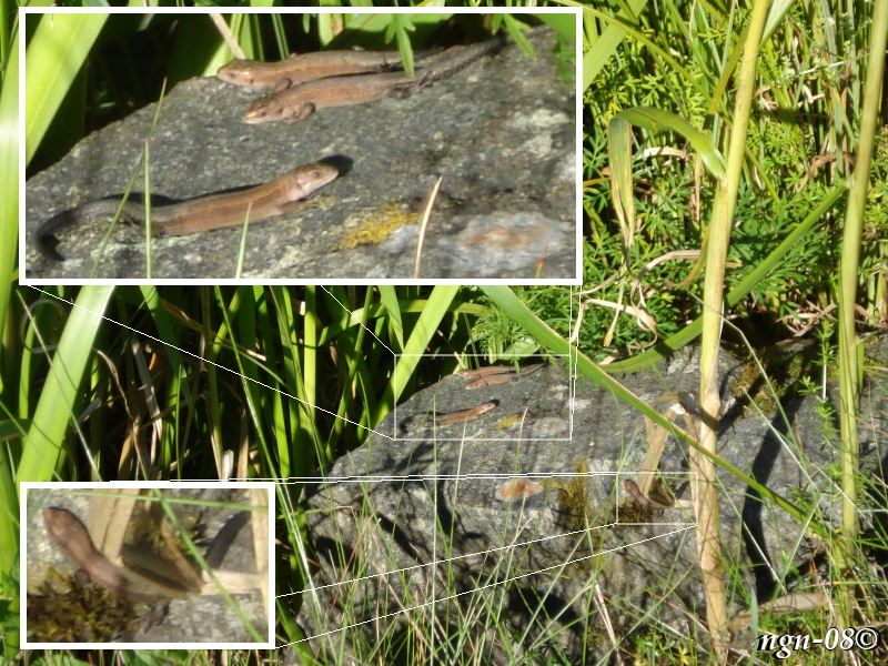 [Bild: Skogsödlor (Lacerta vivipara)]