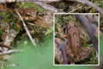 Vanlig groda (Rana temporaria)