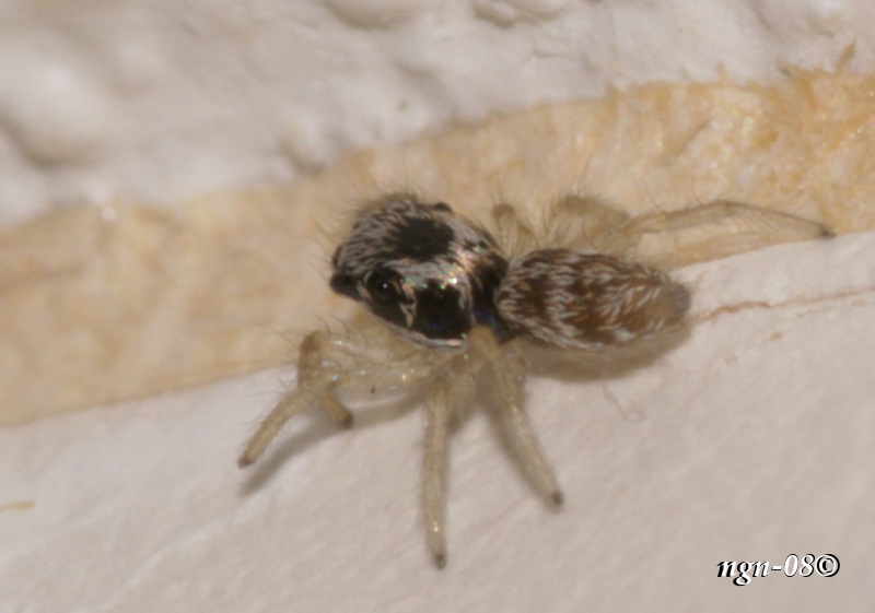 Sebraspindel (Salticus scenicus Salticidae), juvenil (ungdom)