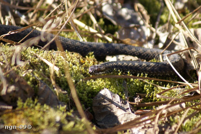 [Bild: Huggorm (Vipera berus)]