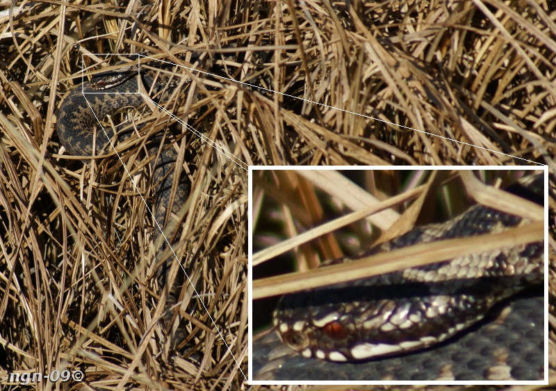 [Bild: Huggorm (Vipera berus)]