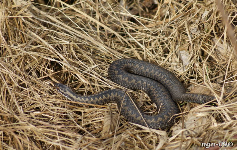 [Bild: Huggorm (Vipera berus)]