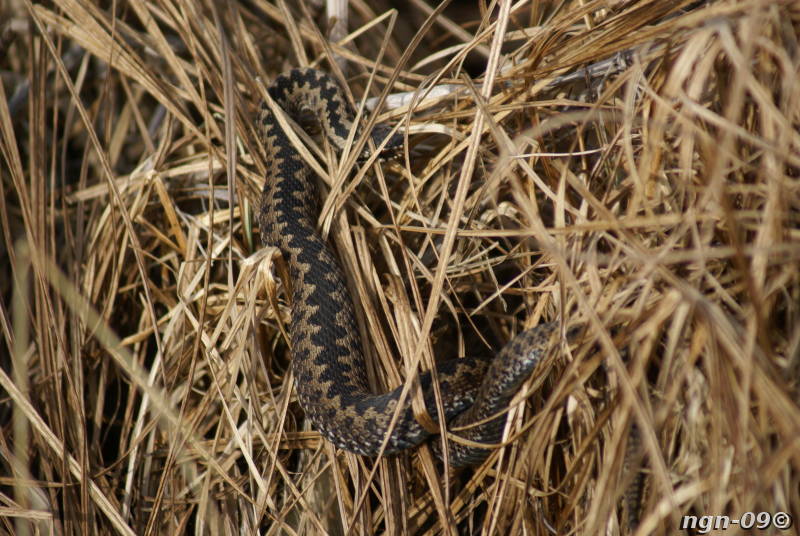 [Bild: Huggorm (Vipera berus)]