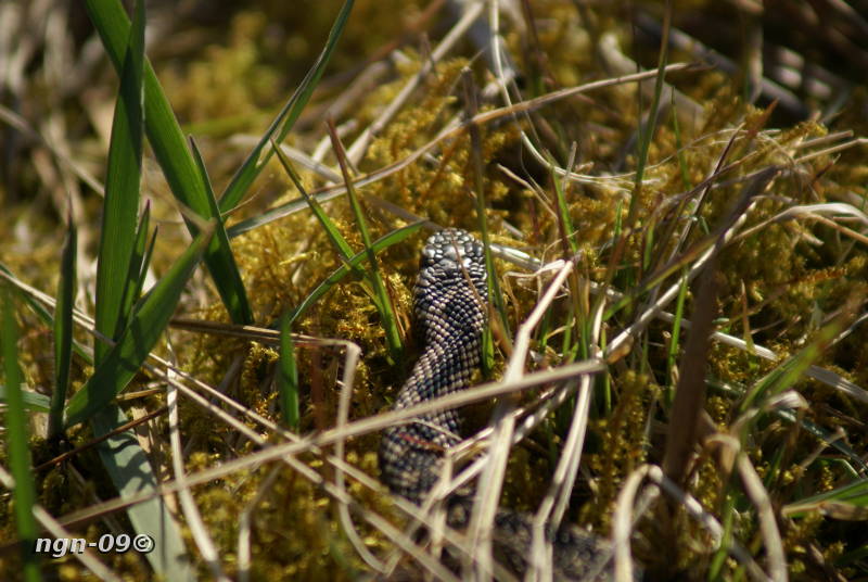 [Bild: Huggorm (Vipera berus)]