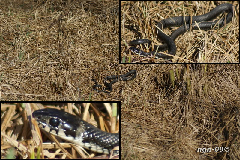 [Bild: Snok (Natrix natrix)]