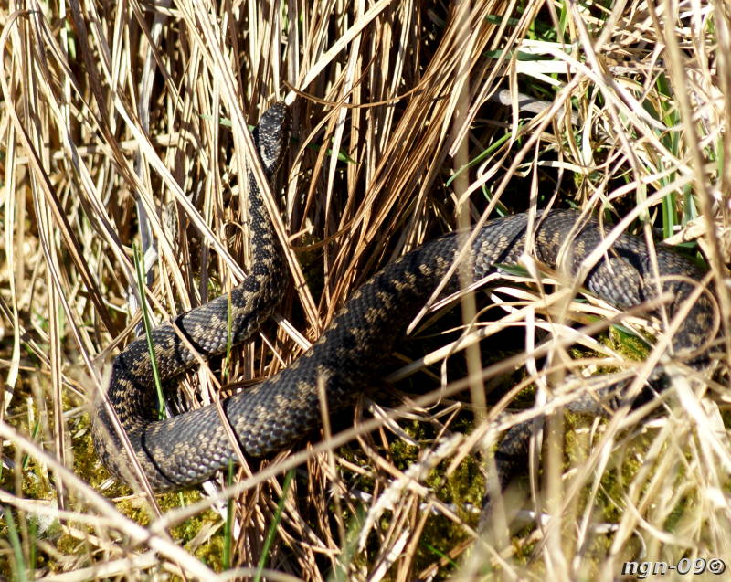 [Bild: Huggorm (Vipera berus)]
