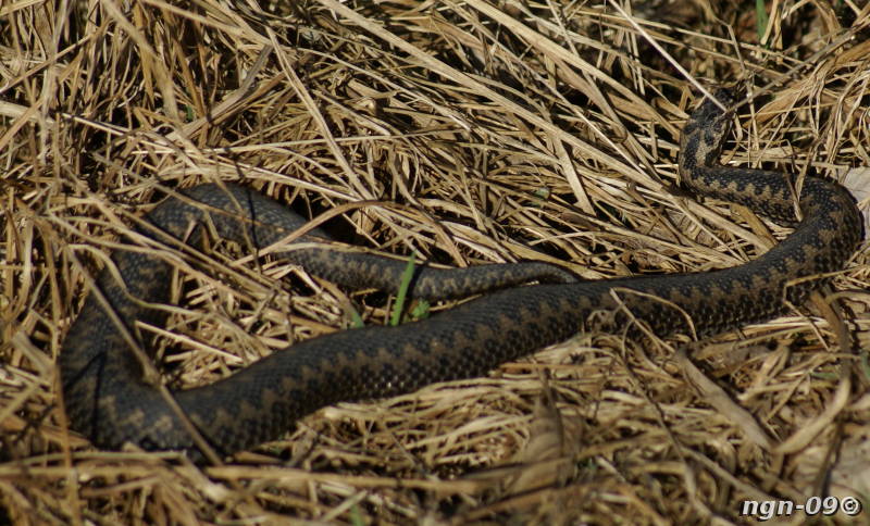 [Bild: Huggorm (Vipera berus)]