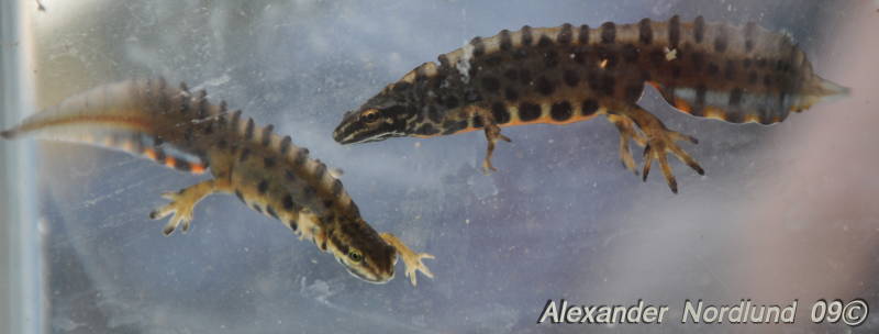 [Bild: Mindre vattensalamander (Triturus vulgaris)]